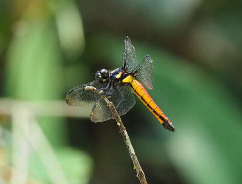 Image of Lyriothemis bivittata (Rambur 1842)