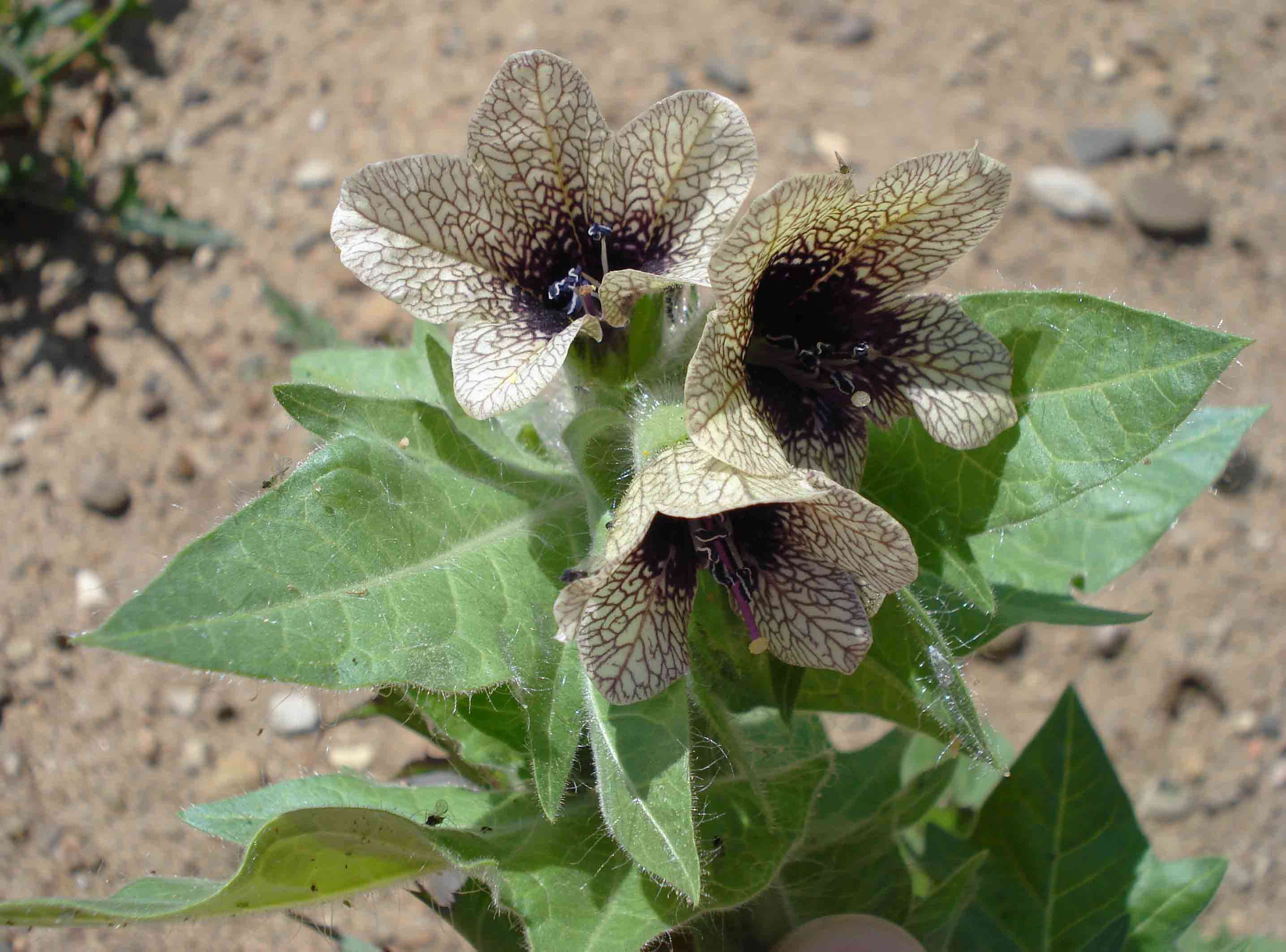 Image of black henbane