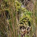 Plancia ëd Lachemilla hispidula (Perry) Rothm.