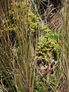 Plancia ëd Lachemilla hispidula (Perry) Rothm.