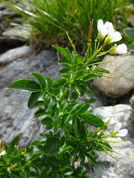 Слика од Cardamine amara L.