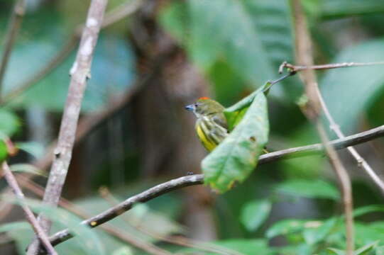 Image of Yellow-breasted Flowerpecker