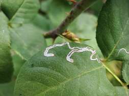 Sivun Stigmella centifoliella (Zeller 1848) Beirne 1945 kuva