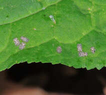 Image of Chrysanthemum Lace Bug