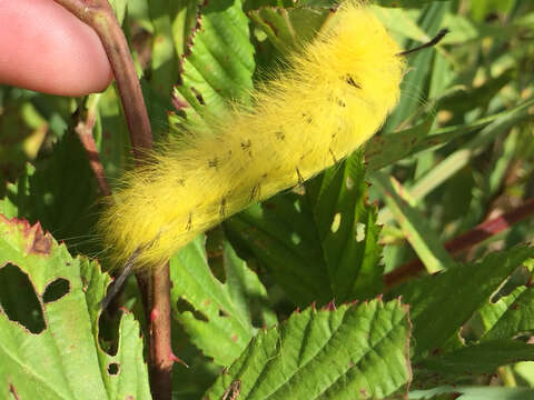 Image of Spotted Apatelodes