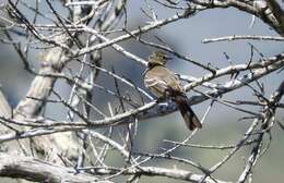 Image of Small-headed Elaenia