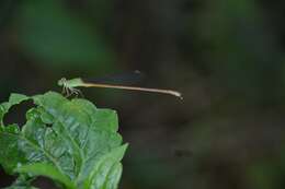 Image of Ceriagrion olivaceum Laidlaw 1914