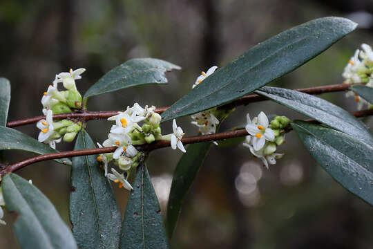 Image of Pimelea axiflora subsp. axiflora