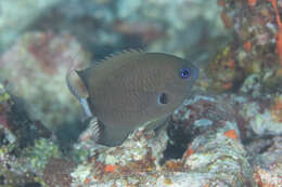 Слика од Pycnochromis delta (Randall 1988)