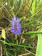 Image of Pontederia cordata var. lancifolia (Muhl.) Morong