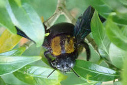 Imagem de Xylocopa flavonigrescens Smith 1854