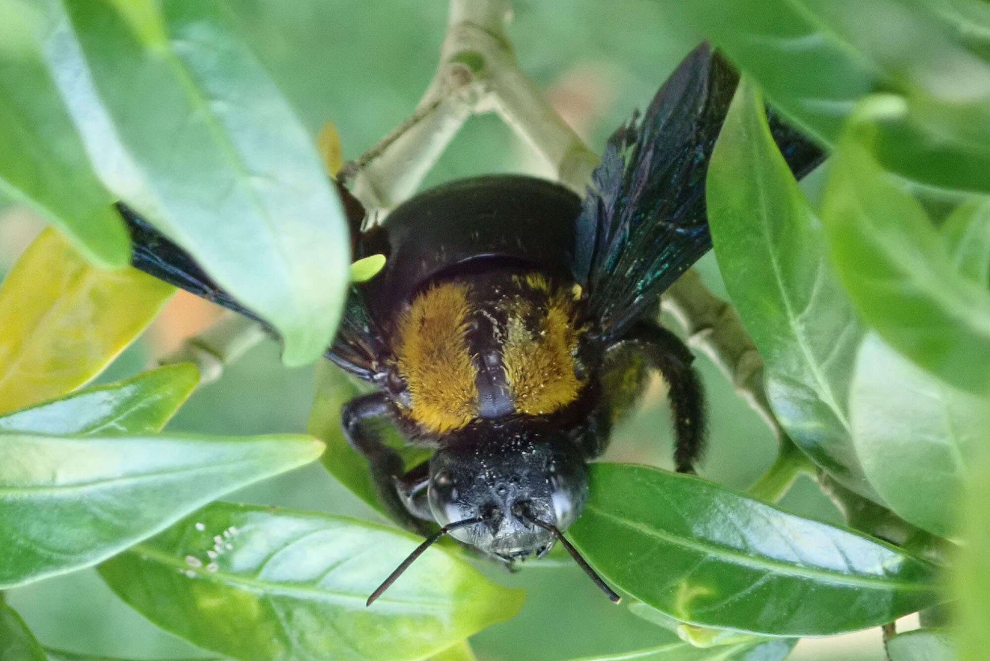 Image of Xylocopa flavonigrescens Smith 1854