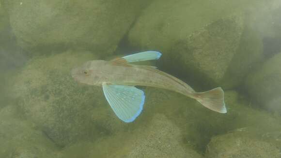 Image of Sea robin