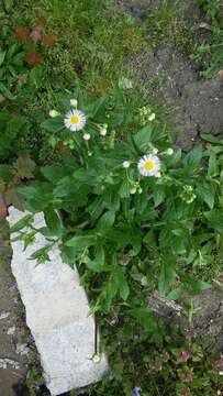 Image of Philadelphia fleabane