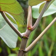 Image of Ficus padana Burm. fil.