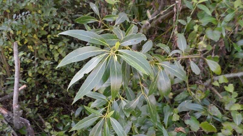 Image of Ocotea acutifolia (Nees) Mez