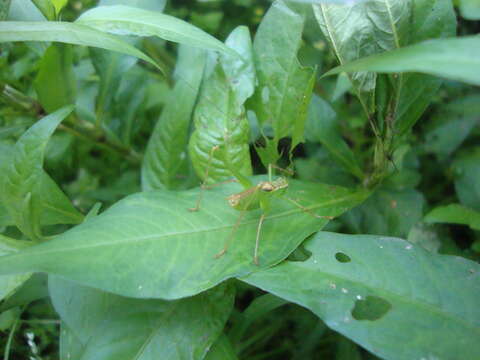 Image of speckled bush-cricket