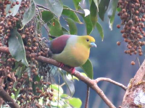 Image of Wedge-tailed Pigeon