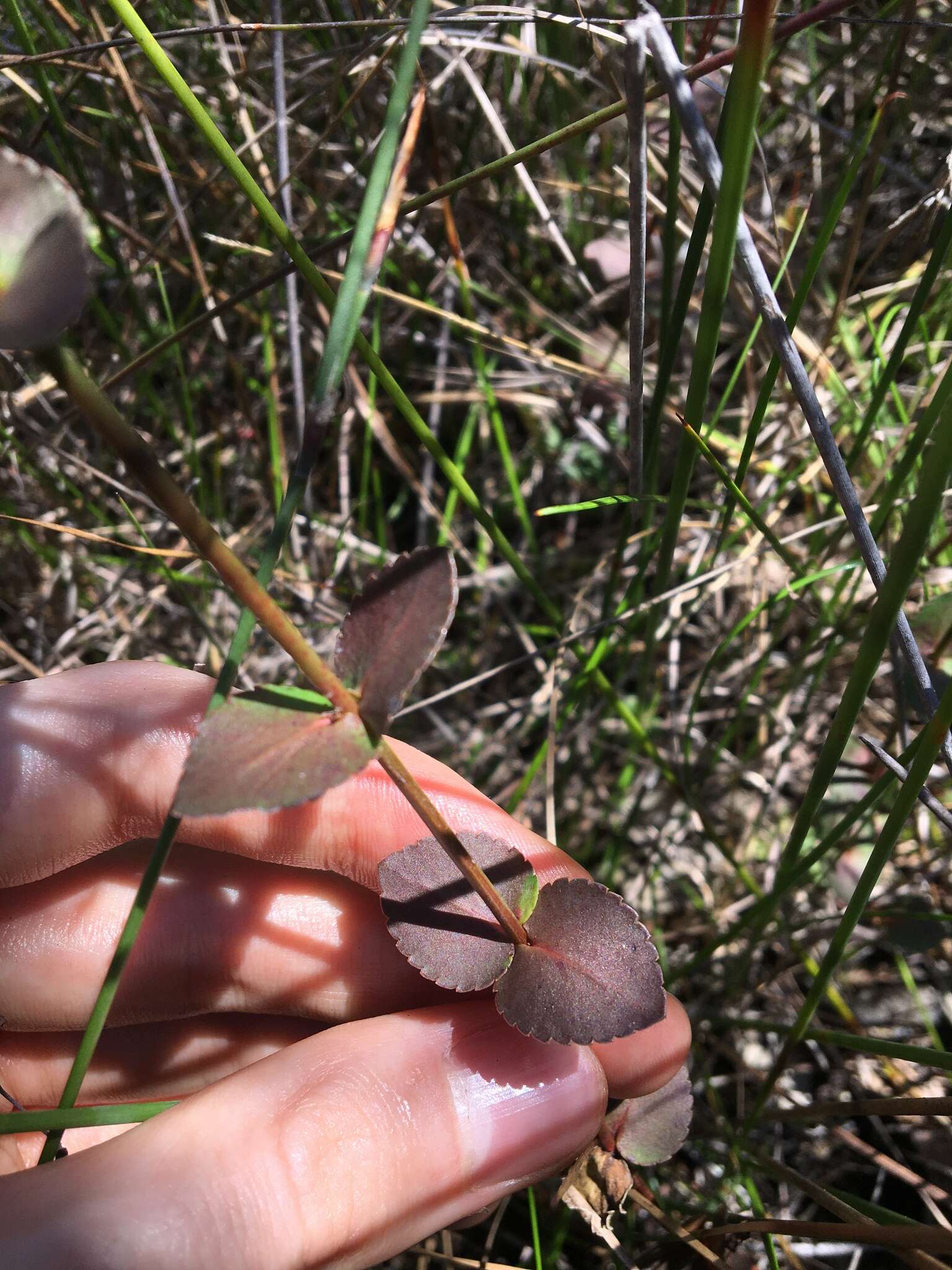 Image of Gonocarpus micranthus subsp. ramosissimus Orchard