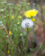 Image of leafy desertdandelion