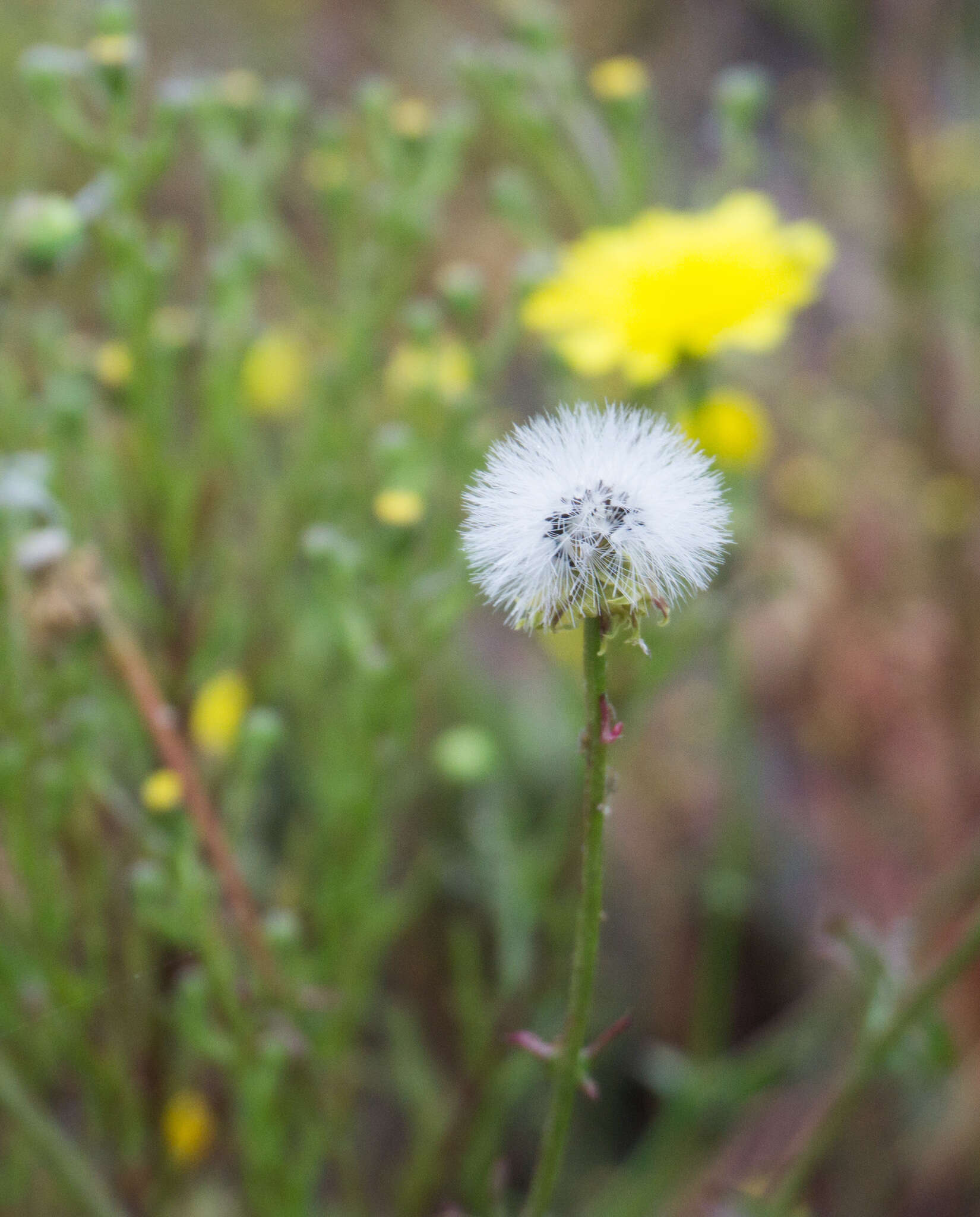 Image of leafy desertdandelion