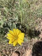 Image of little sunflower