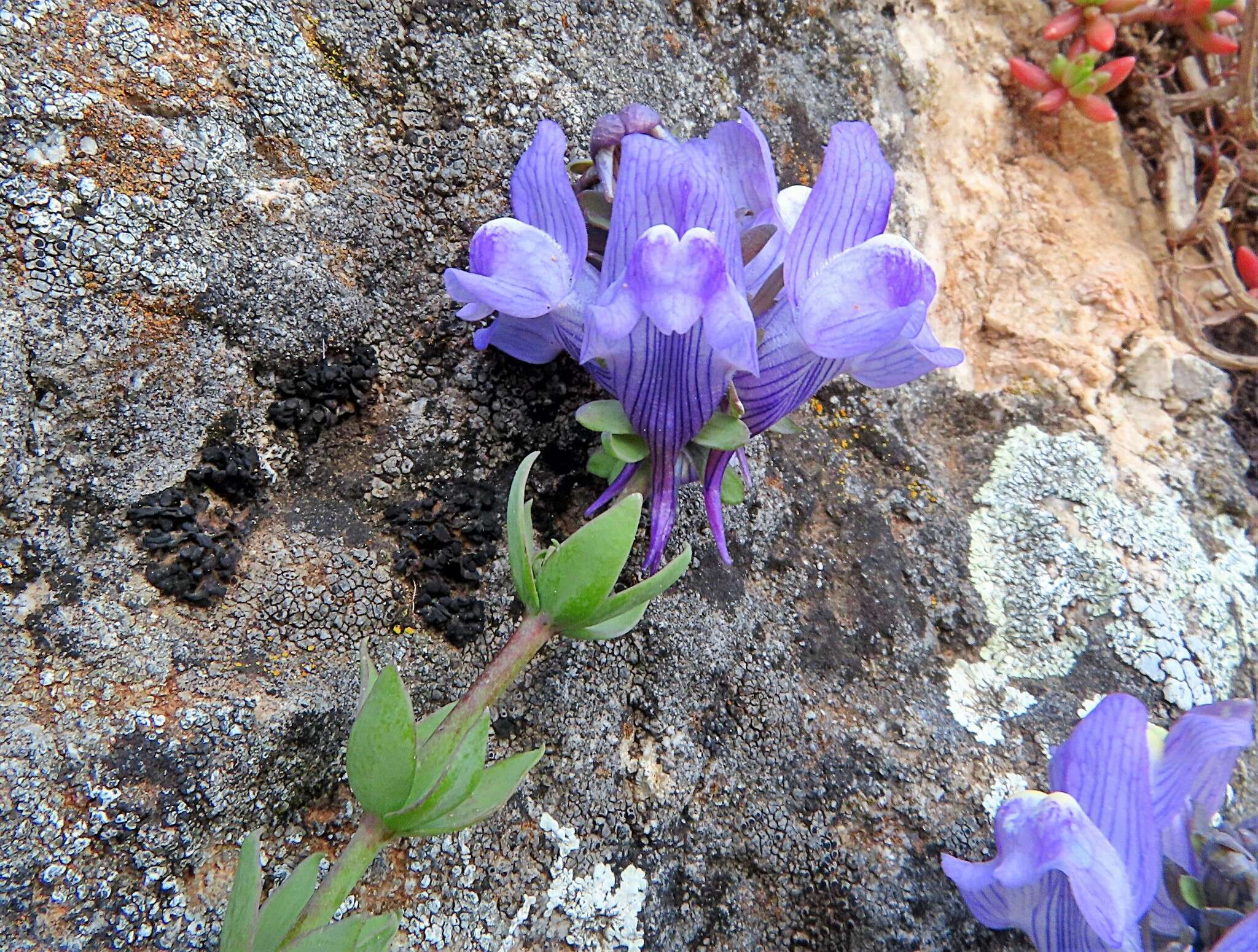 صورة Linaria verticillata subsp. cuartanensis (Degen & Hervier) L. Sáez & M. B. Crespo