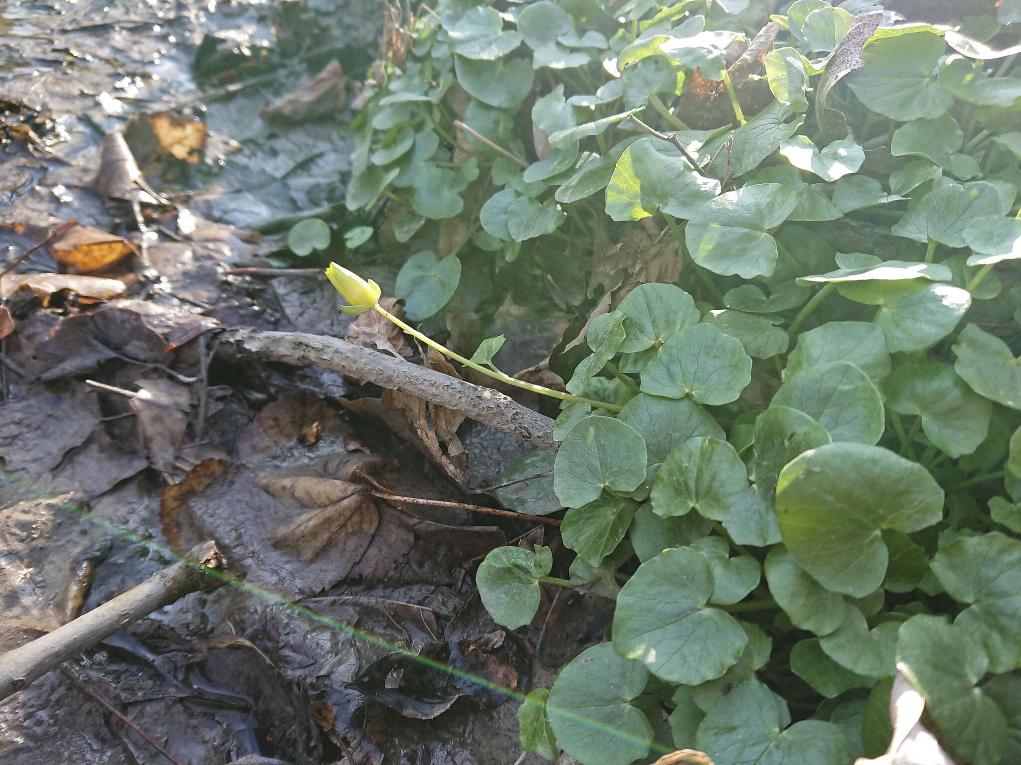 Image of Lesser celandine