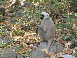 Image of Central Himalayan Langur