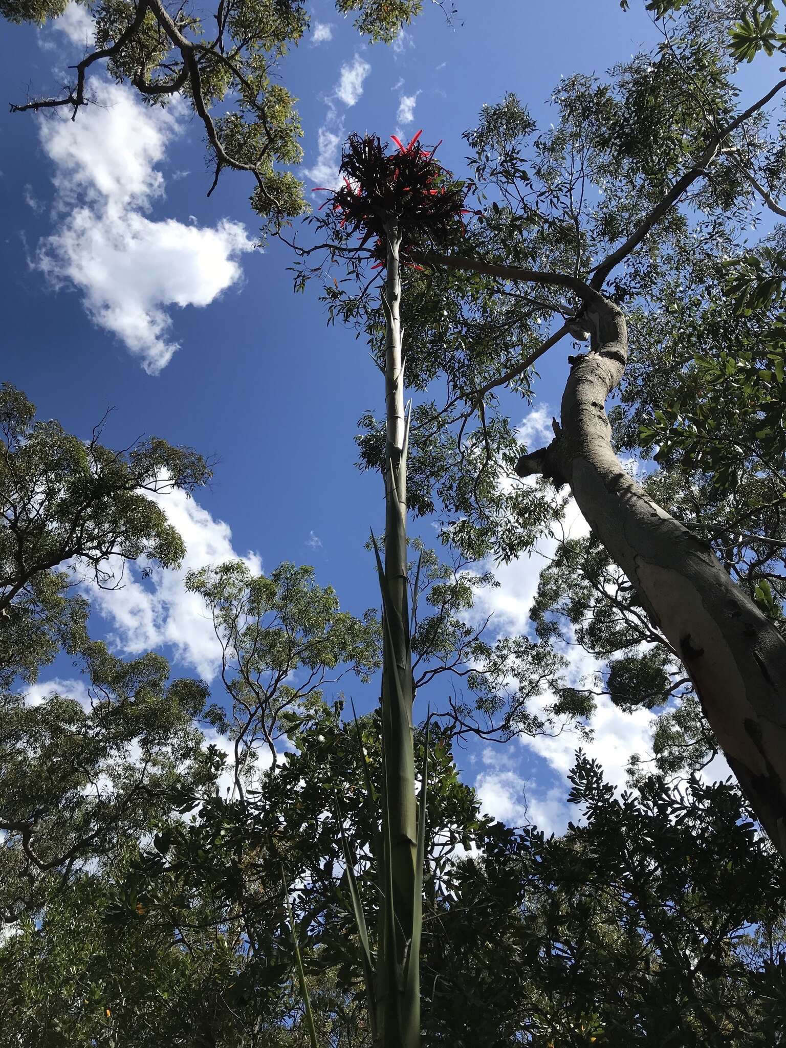 Doryanthes excelsa Corrêa resmi