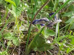 Plancia ëd Iris reticulata M. Bieb.