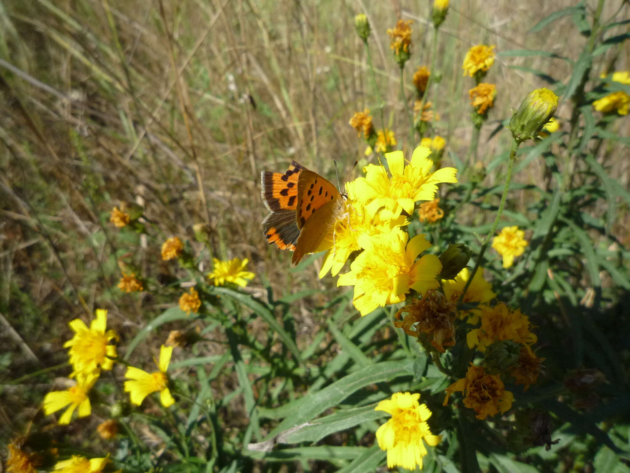 Image of Hieracium umbellatum subsp. filifolium (Üksip) Tzvel.