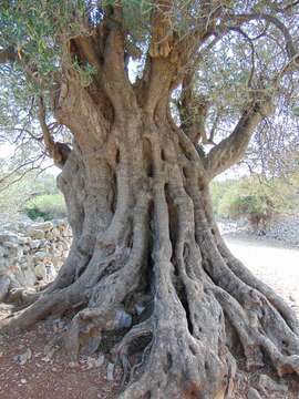 Image of European olive