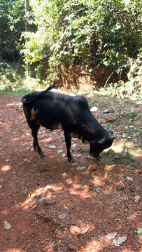 Bos taurus indicus Linnaeus 1758 resmi