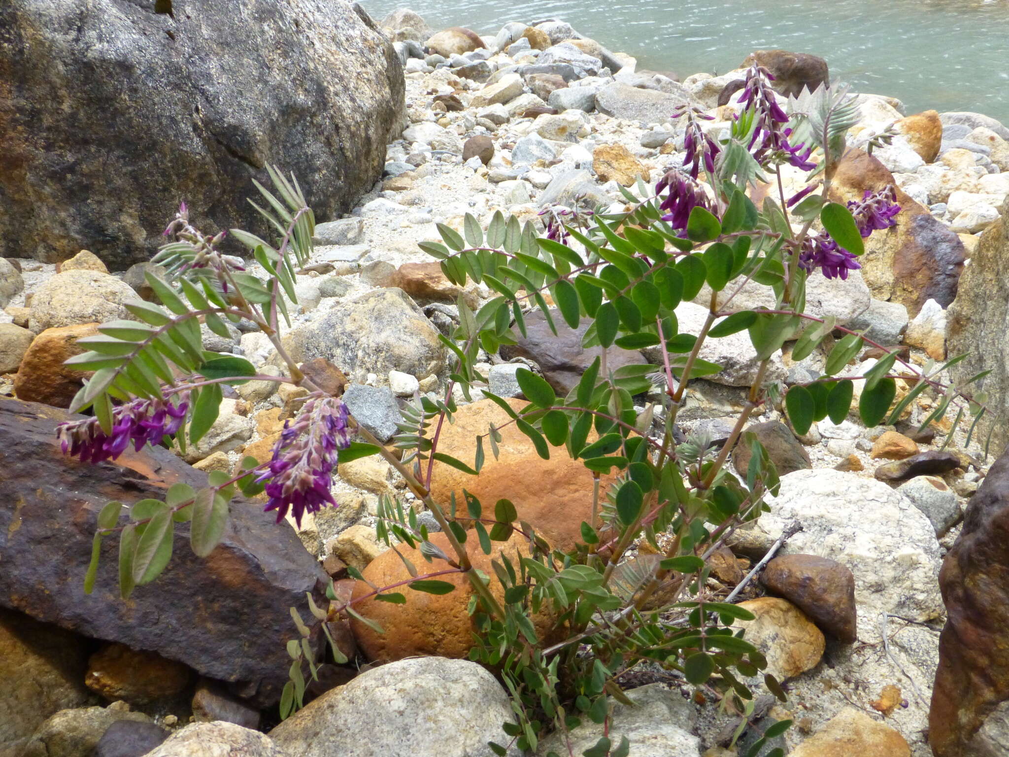 Image of Hedysarum campylocarpon H. Ohashi