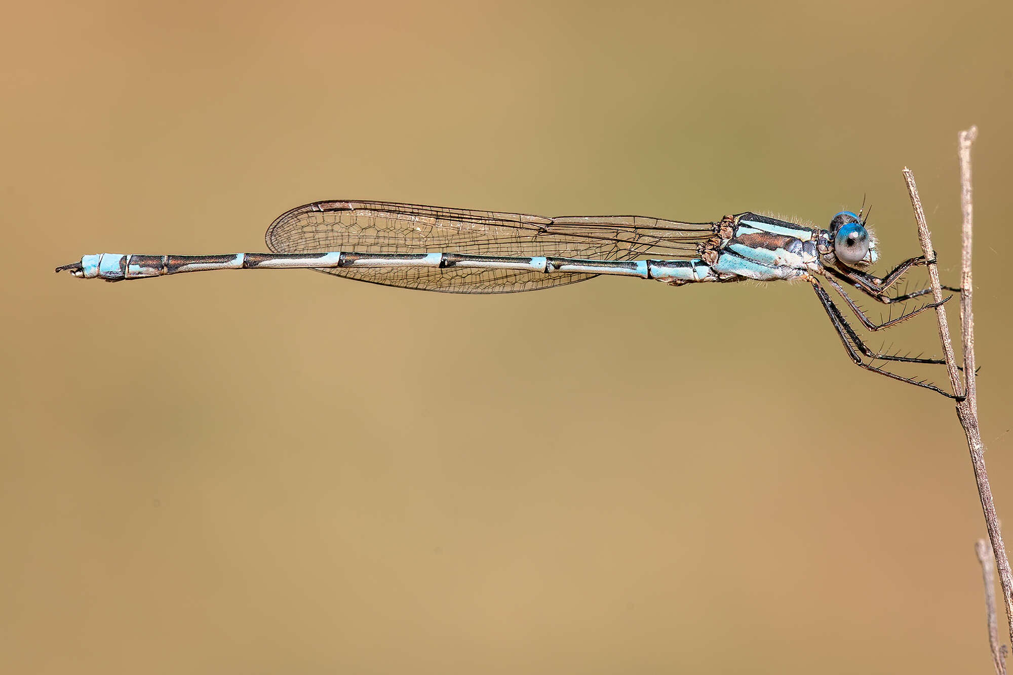 Image of Austrolestes aridus (Tillyard 1908)