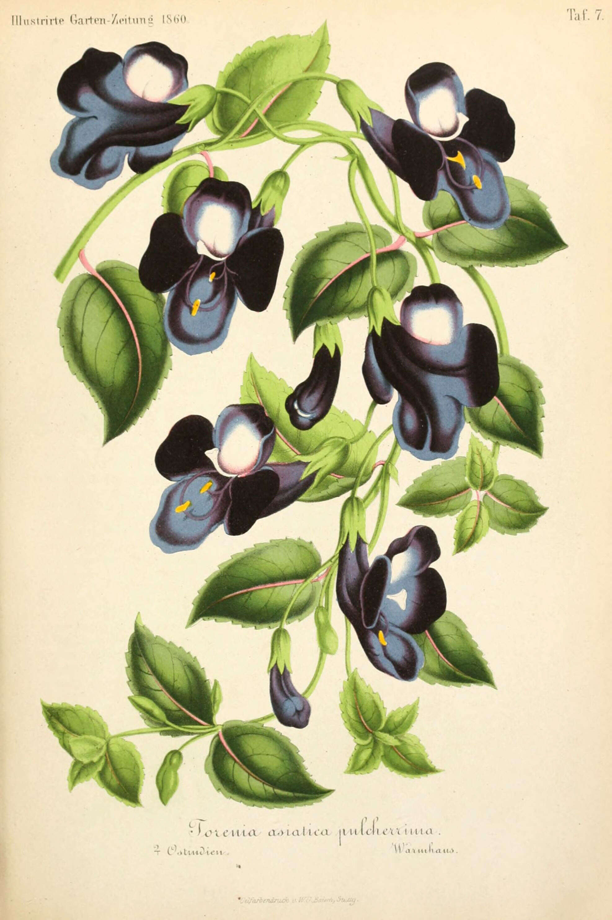 Image de Torenia