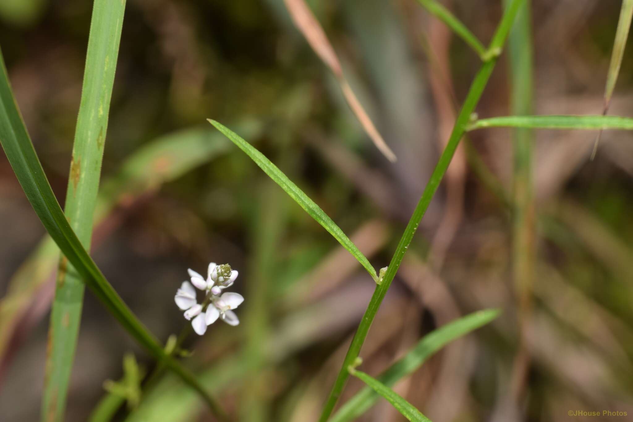 Image of whorled milkwort