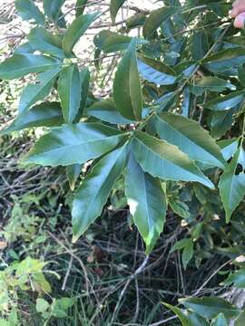 Image of Castanopsis formosana (Skan) Hayata