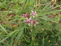 Sivun Rubus parvifolius L. kuva