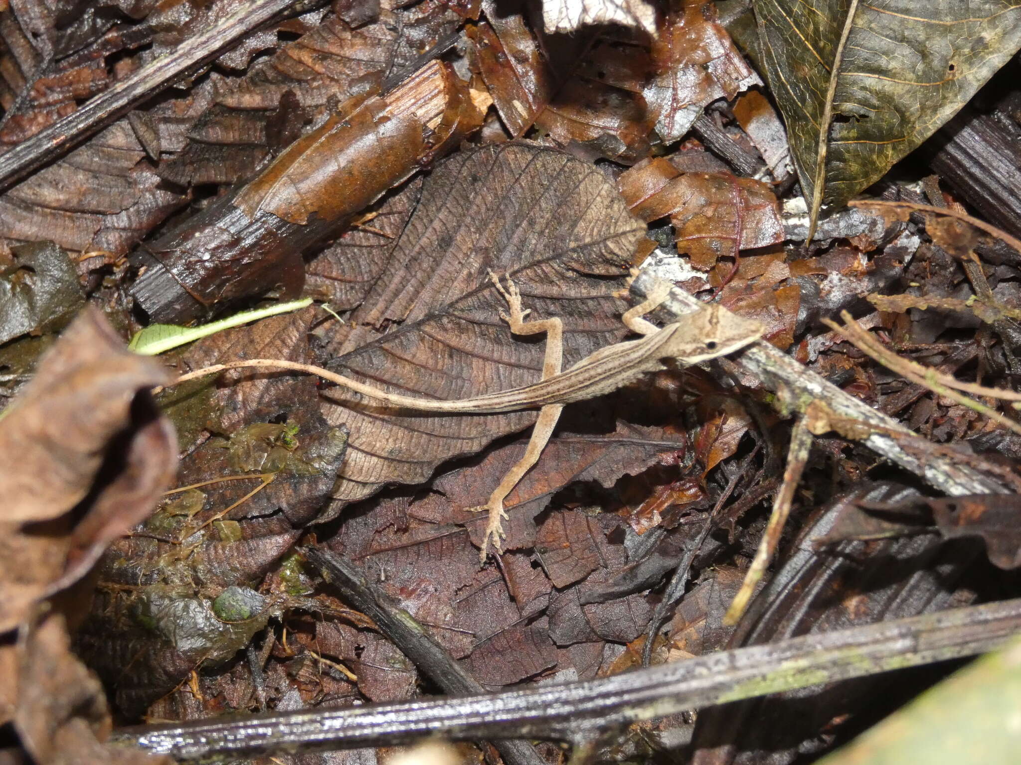 Image of Kempton's Anole