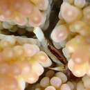 Image of Face-banded coral crab