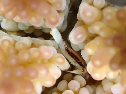 Image of Face-banded coral crab