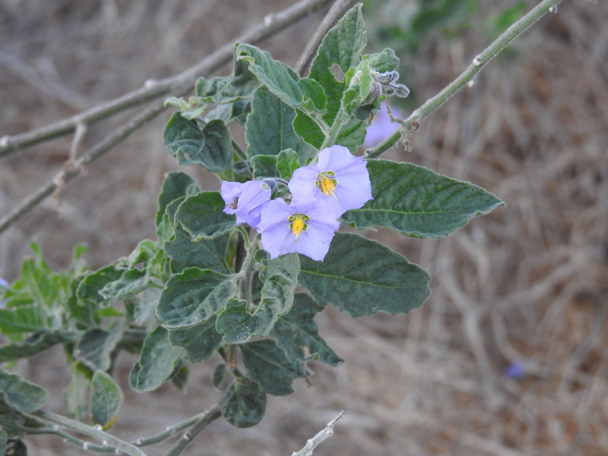 Image of Solanum umbelliferum var. wallacei