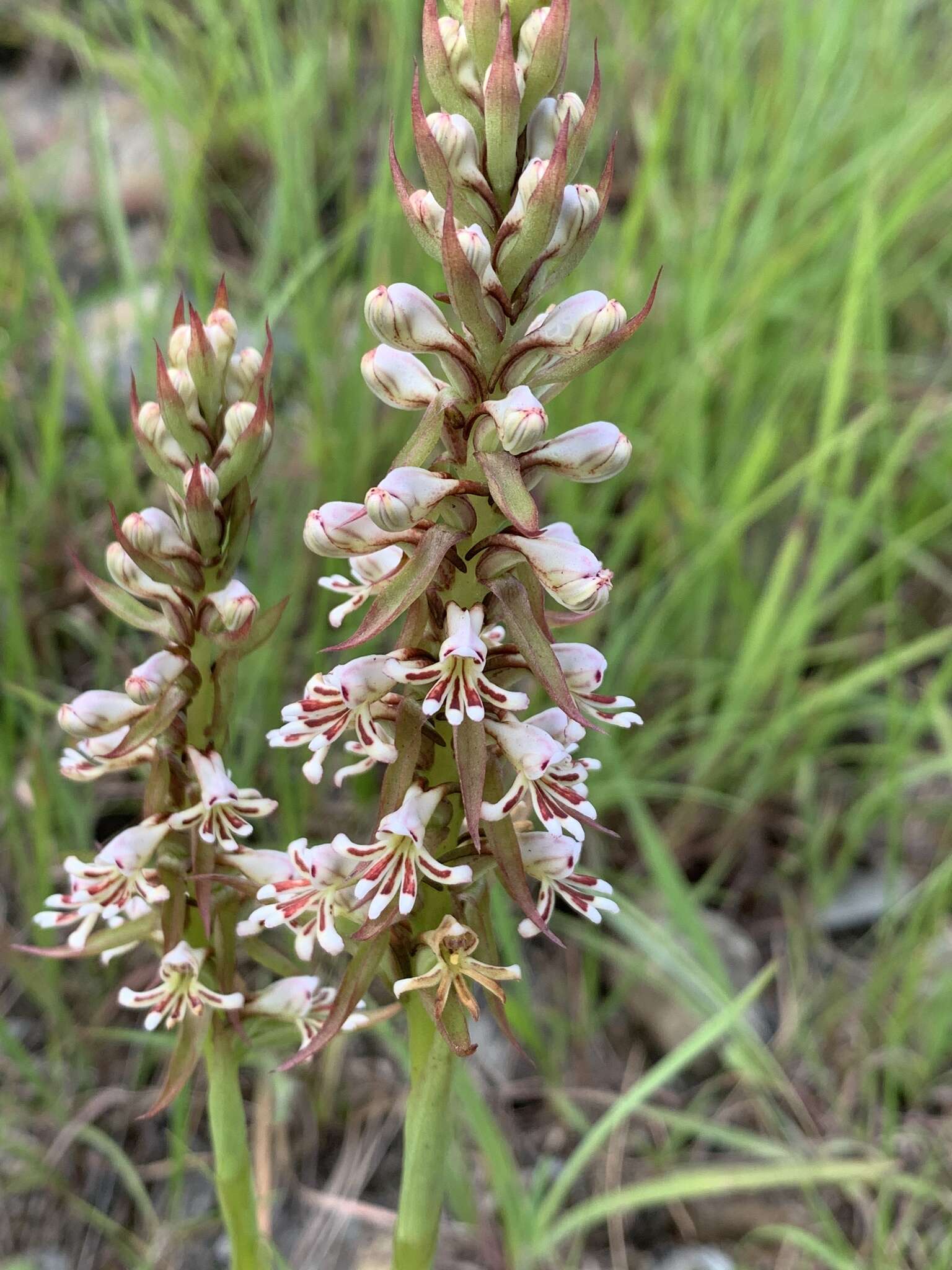 Image of Satyrium cristatum var. cristatum