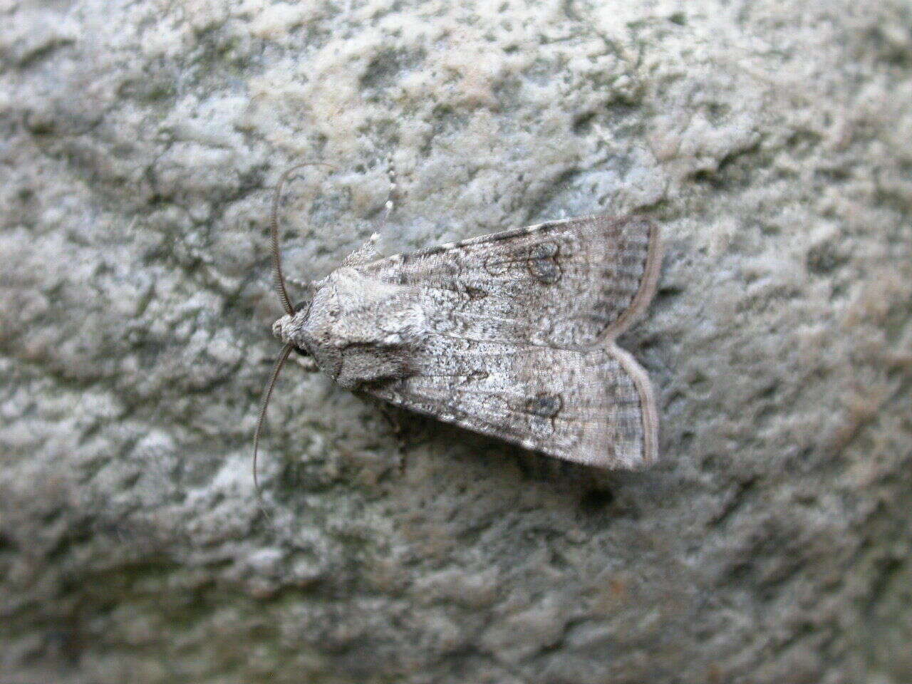 Image of turnip moth