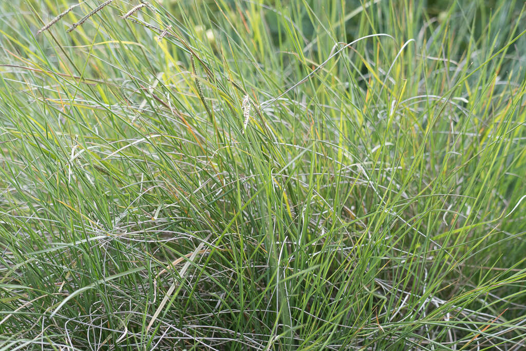 Image of brownseed paspalum