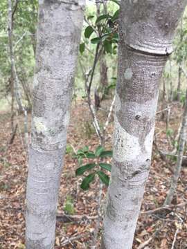 Imagem de Cupaniopsis parvifolia (F. M. Bailey) L. A. S. Johnson