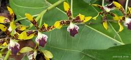 Image of Prosthechea sceptra (Lindl.) W. E. Higgins