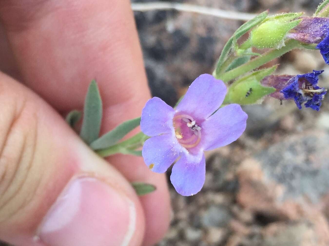 Image of Gairdner's beardtongue